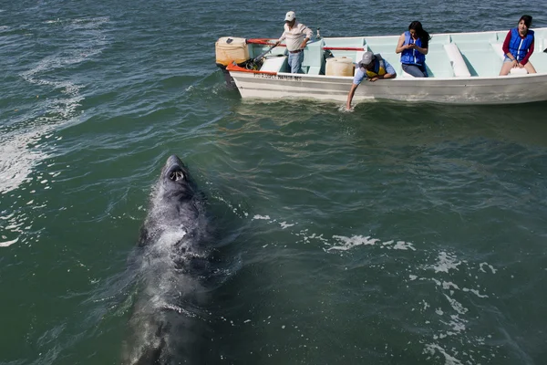 ALFREDO LOPEZ MATEOS - MÉXICO - FEBRERO, 5 2015 - Ballena gris acercándose a un barco — Foto de Stock