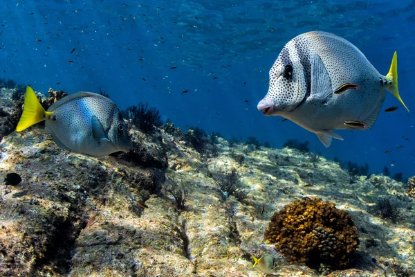 Králičí ryby zblízka portrétní na modrém pozadí — Stock fotografie