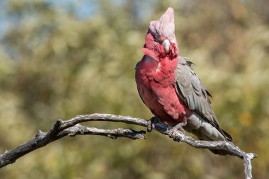 Avustralya cacatua galahs portre kadar kapatın