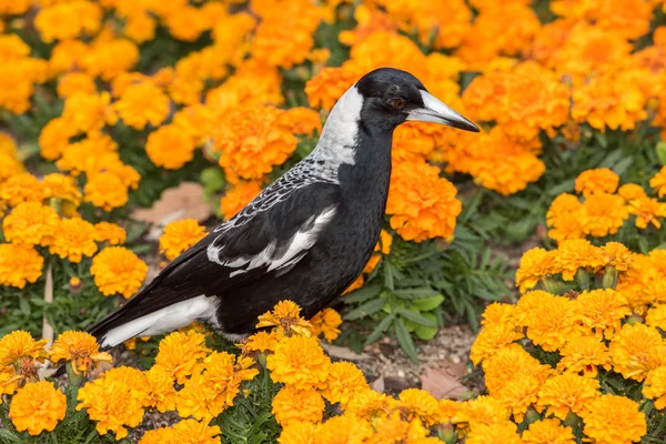 Ekster in Australië op oranjebloesem glower achtergrond — Stockfoto