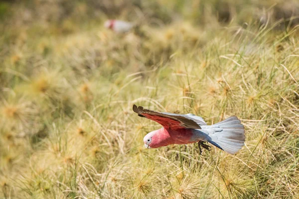 Australia cacatua galahs primer plano retrato — Foto de Stock