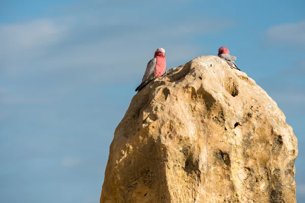 Austrália cacatua galahs close up retrato — Fotografia de Stock