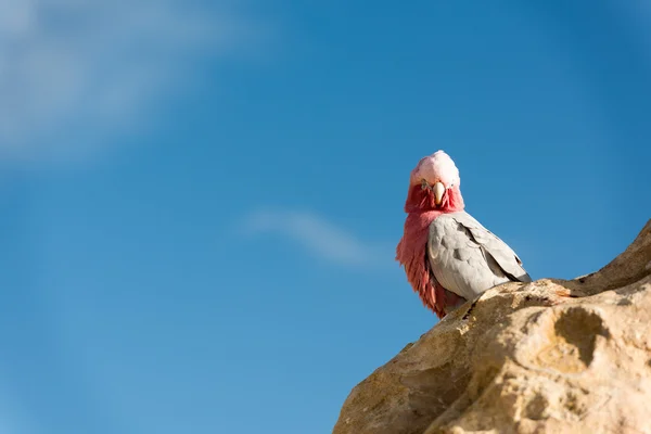 Cacatua Galahs Australien hautnah Porträt — Stockfoto