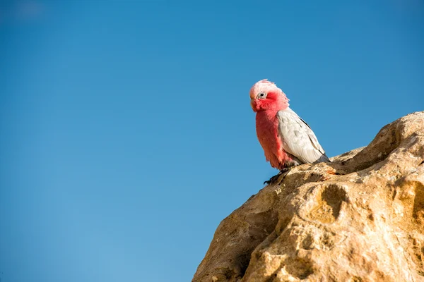 オーストラリア cacatua モモイロインコをクローズ アップの肖像画 — ストック写真