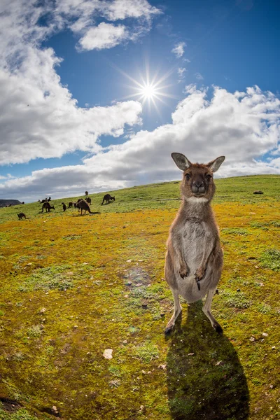 Canguro che ti guarda sull'erba — Foto Stock