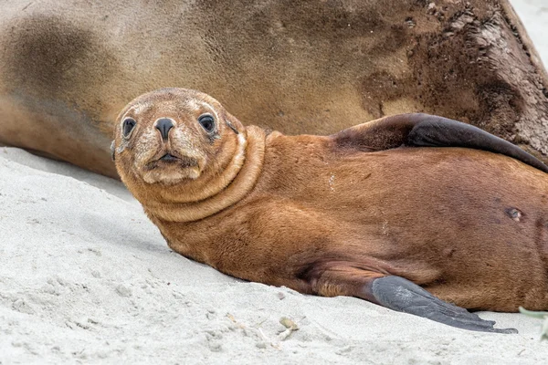 Yeni doğan Avustralya deniz aslanı kumlu plaj zemin üzerine — Stok fotoğraf