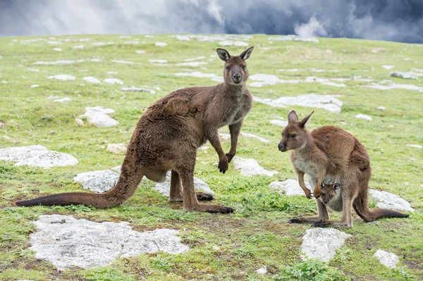 カンガルーの母の父と息子の肖像画 — ストック写真