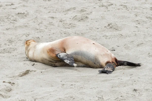 Новорожденный австралийский морской лев на песчаном фоне — стоковое фото