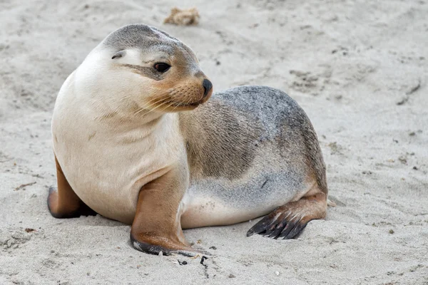 砂浜の背景に新生児のオーストラリア海のライオン — ストック写真