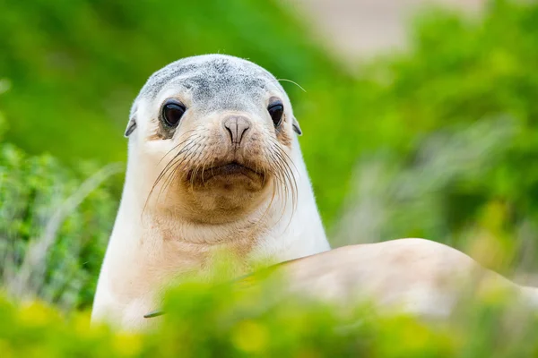 Pasgeboren Australische zeeleeuw op bush achtergrond — Stockfoto