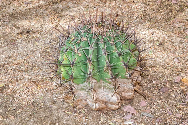 Baja california cactus da vicino — Foto Stock