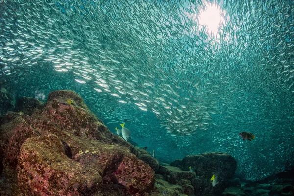 Entrando dentro de uma escola de sardinha de peixes subaquáticos — Fotografia de Stock