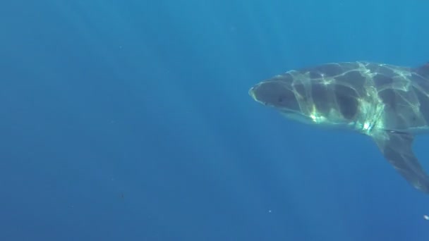 Grote witte haai klaar om te vallen — Stockvideo