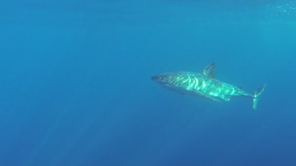 Gran tiburón blanco listo para atacar — Vídeo de stock