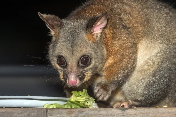 Pinselschwanzpossum-Waschbär auf Känguru-Insel — Stockfoto