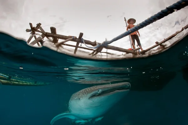 Žralok velrybí pod rybář platforma v Papua — Stock fotografie