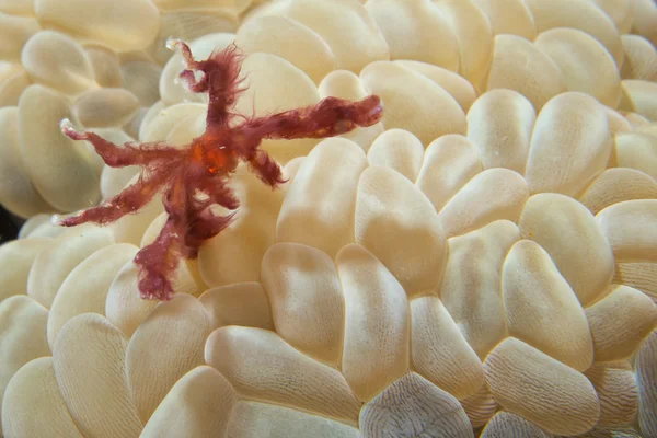 気泡サンゴに赤いオランウータン utan カニ — ストック写真