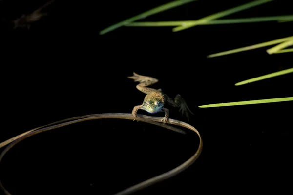 Portrait de grenouille tout en vous regardant sur le fond noir — Photo