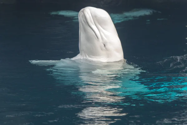 Retrato de golfinho branco de baleia Beluga — Fotografia de Stock