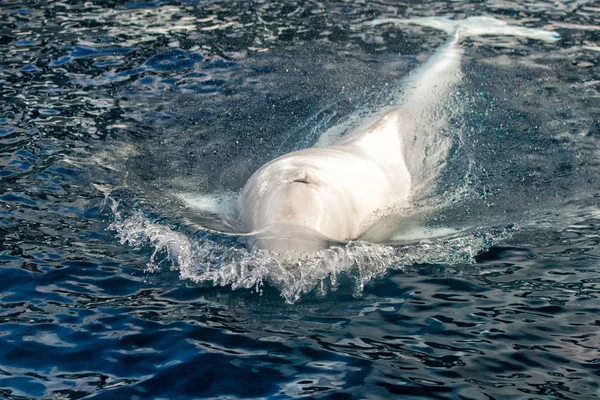 Beyaz balina Beyaz Yunus portre — Stok fotoğraf