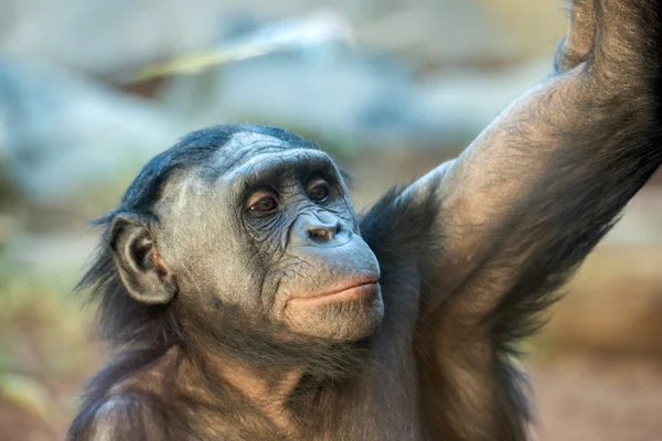 Bonobo portrait female ape close up — Stock Photo, Image