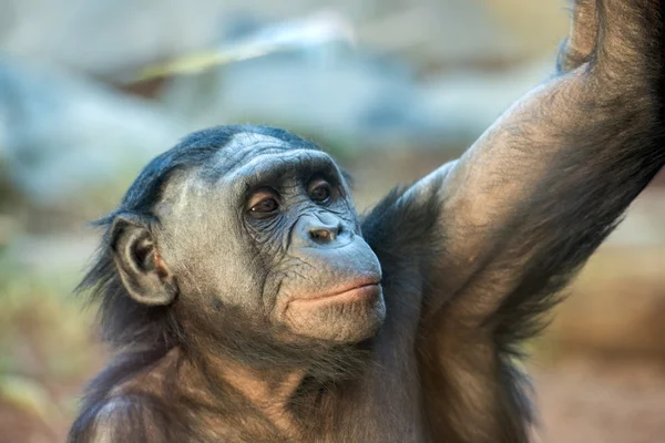 Bonobo retrato fêmea macaco de perto — Fotografia de Stock