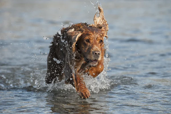 Cachorro cocker spaniel jugando en el río — Foto de Stock