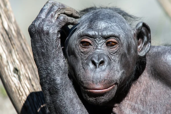 Bonobo retrato fêmea macaco de perto — Fotografia de Stock