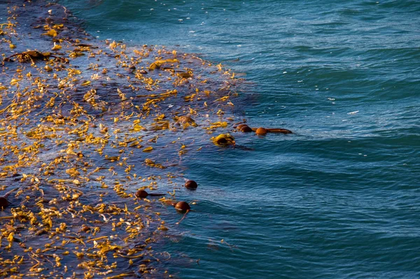 Alghe alghe alghe nell'oceano Pacifico — Foto Stock