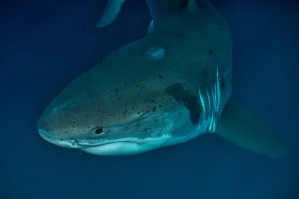 Grand requin blanc prêt à attaquer — Photo