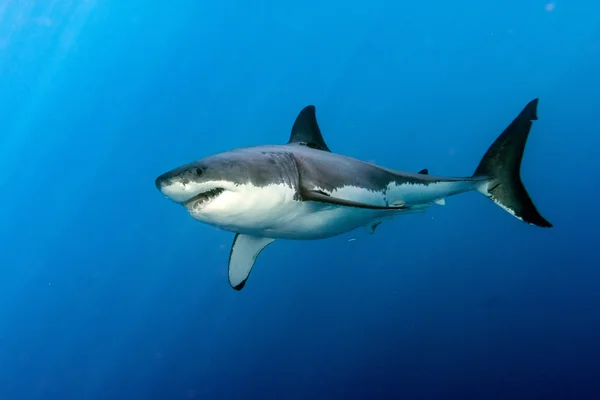 Gran tiburón blanco listo para atacar — Foto de Stock