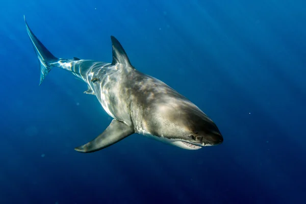 Gran tiburón blanco listo para atacar — Foto de Stock