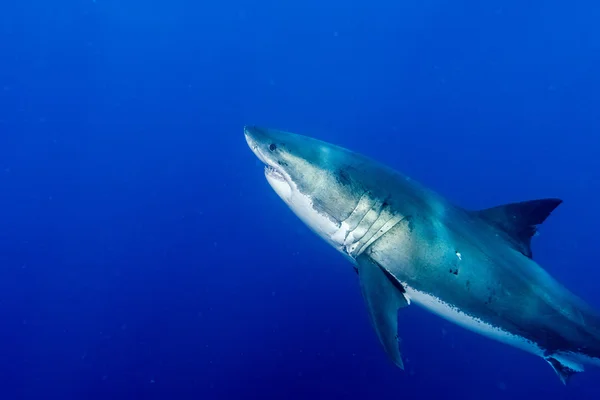 Grote witte haai klaar om te vallen — Stockfoto