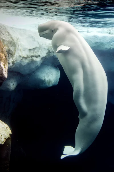 Fotos de Baleia beluga, Imagens de Baleia beluga sem royalties | Depositphotos