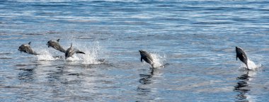 common dolphin jumping outside the ocean clipart