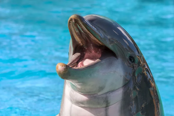 Dolphin porträtt tittar på dig — Stockfoto