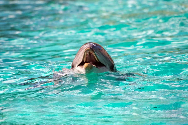 Портрет дельфина, глядя на тебя — стоковое фото