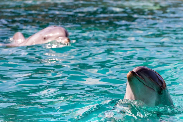 Dolphin portrét při pohledu na vás — Stock fotografie
