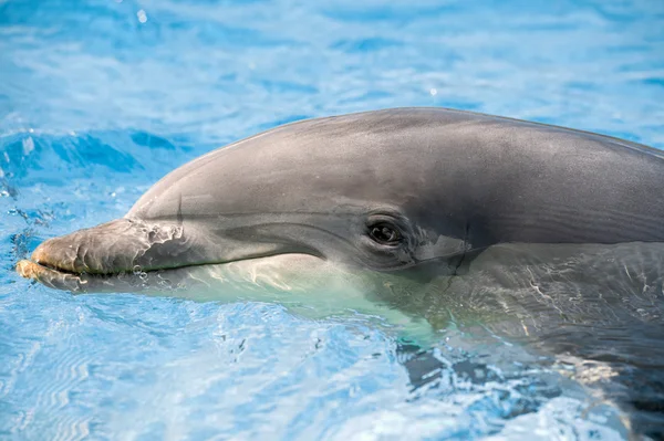 Portrait de dauphin vous regardant — Photo