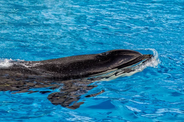 Orca asesino ballena mientras nadando — Foto de Stock