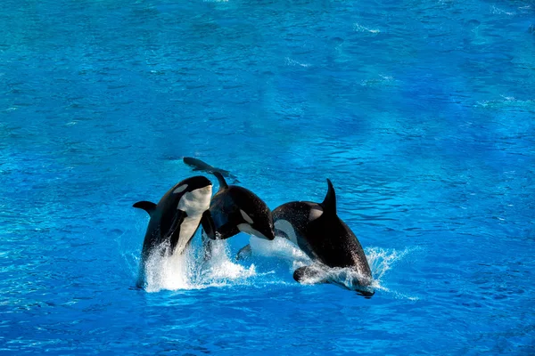 Orca späckhuggare medan hoppa — Stockfoto