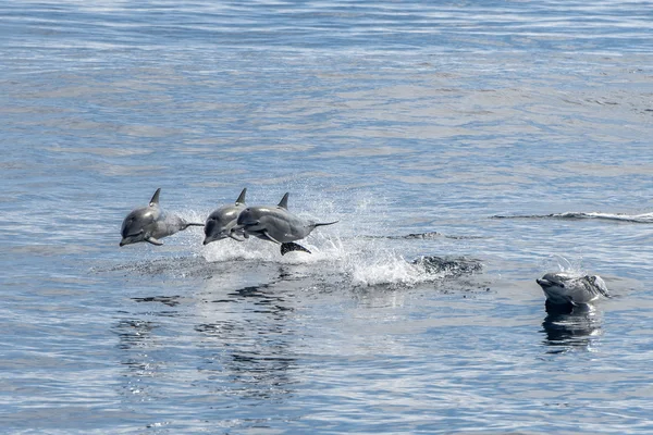 常见的海豚跳跃外的海洋 — 图库照片