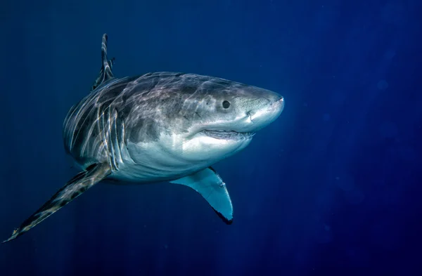 Weißer Hai bereit zum Angriff — Stockfoto