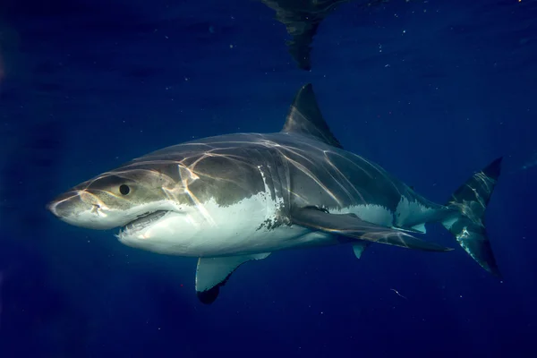 Gran tiburón blanco listo para atacar — Foto de Stock