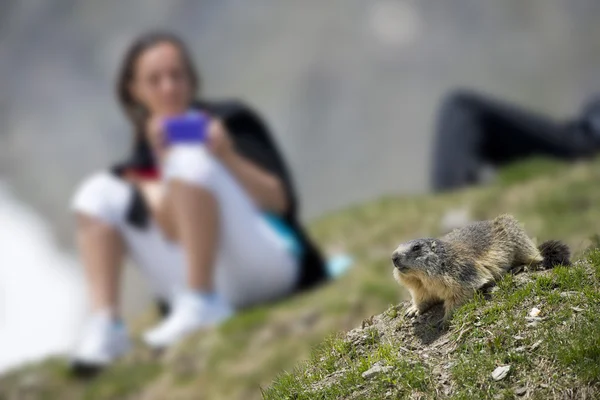 Meisje na een marmot ground hog — Stockfoto