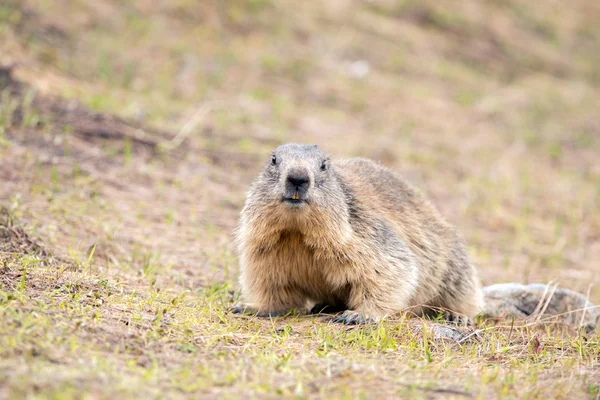 Retrato de dia de marmota de porco de terra — Fotografia de Stock