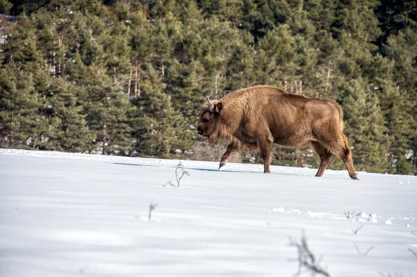 Bisonte europeo su fondo neve — Foto Stock