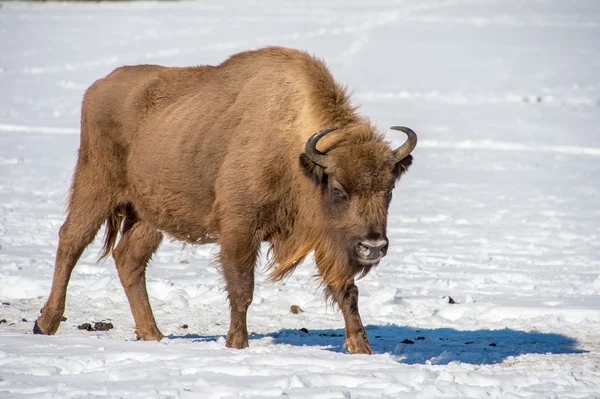 Bisonte europeo sobre fondo de nieve — Foto de Stock