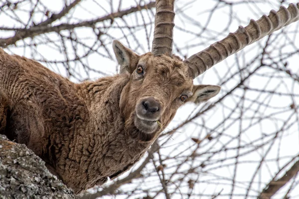 Steinbock on rock close up portrait — Stock Photo, Image