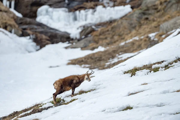 Cervo camoscio sul ritratto della neve — Foto Stock